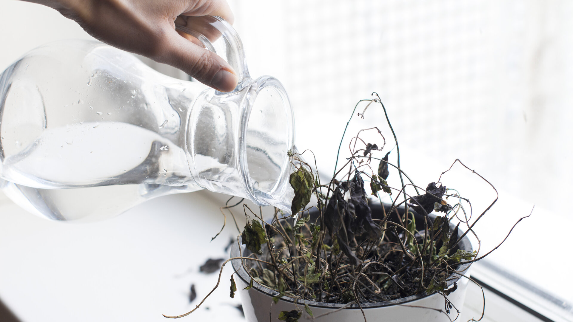 A hand pours water from a glass jug into a white flowerpot on a windowsill. The plant in it has long since withered: its leaves are black and curled, its bare stems hang over the rim of the pot, and fallen leaves lie on the sill. Bright light falls through the window from behind. A visual metaphor for code that no longer has any effect and is still being looked after.
