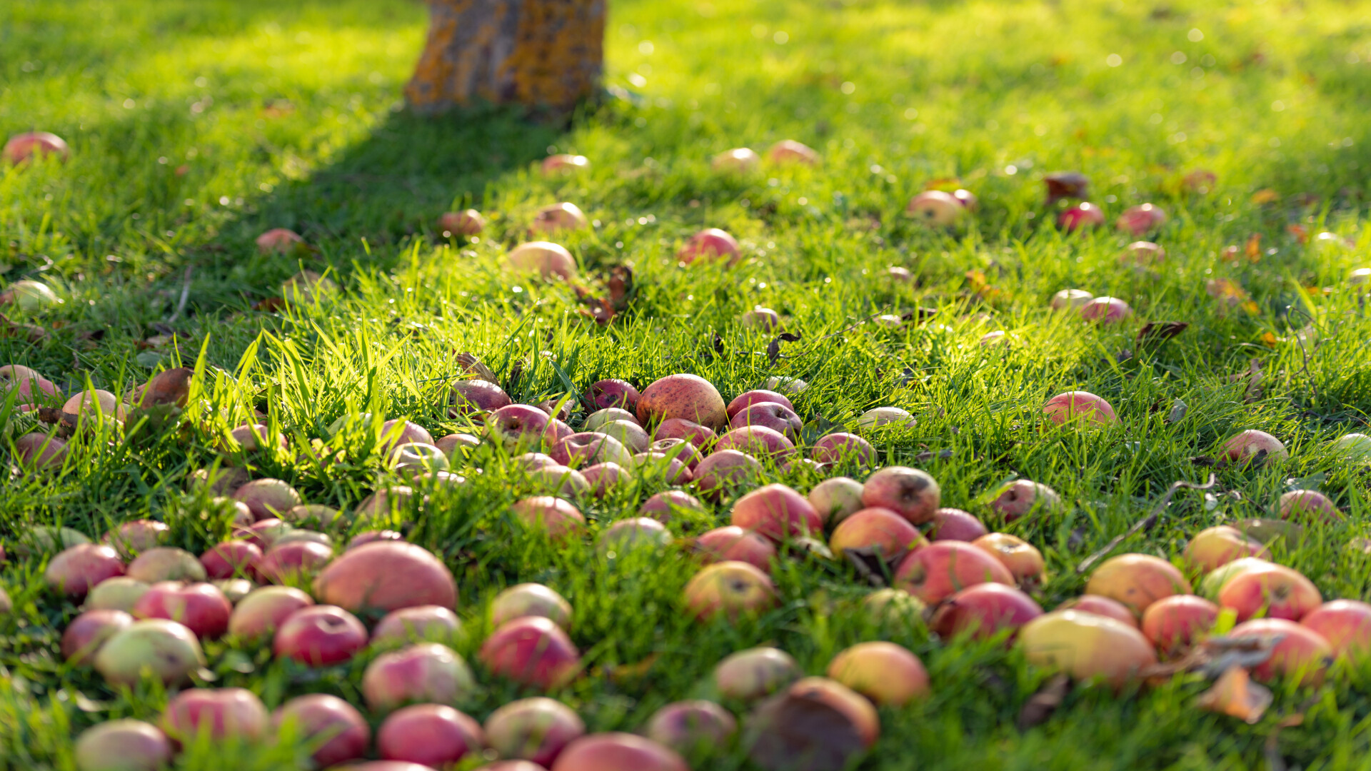Windfall apples in the grass beneath an apple tree, photographed in the warm light of a low sun. The trunk and its shadow are visible at the top of the frame, with red apples covering the ground densely in front of it, many of them bruised. The imagery picks up the metaphor Marco Pivetta uses for mutation testing: shaking the tree does not tell you how much it bears, but which fruit no longer held.